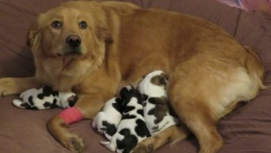 Photo of Pregnant rescue dog gives birth to a litter of “baby cows” – Daily Stories