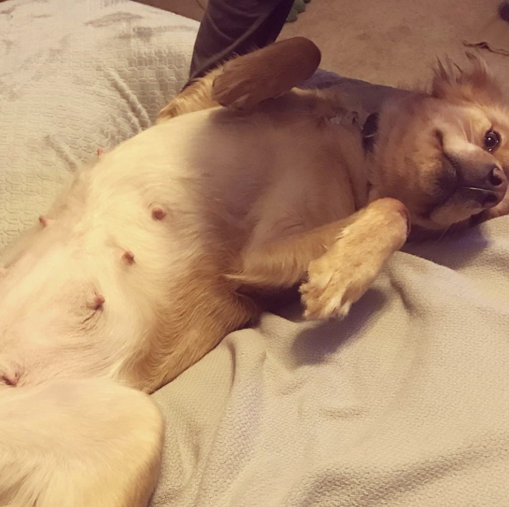 Pregnant rescue dog gives birth to a litter of “baby cows” - Daily ...