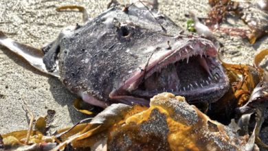 Photo of Strange creature washes ashore – when people realize what it is, it raises bone-chilling questions