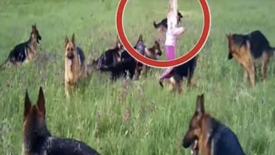 Photo of A young girl was surrounded by 14 dogs. The moment the girl raised her hands to the skies, a miraculous event took place.