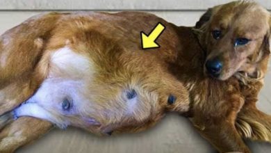 Photo of She Adopted a Pregnant Dog on Euthanasia List. When It Later Gave Birth, She Was Shocked!