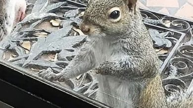 Photo of Every day, a squirrel bangs on the house window: After eight years, they understand what she wants to say