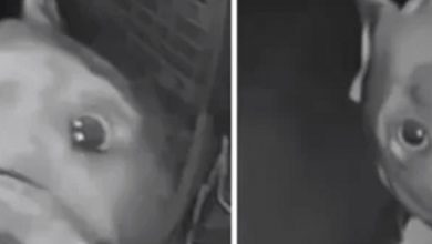 Photo of Woman hears doorbell ring at 4 am — sees it’s her neighbor dog paying her a visit