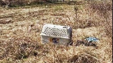 Photo of Bikers see an abandoned cage and what they find inside changes their lives forever