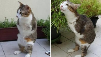 Photo of The Cat Without Front Legs Had Zero Chance To Survive But The Unbelievable Happened