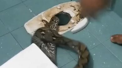 Photo of Homeowner startled by 12-foot python that slithers through toilet