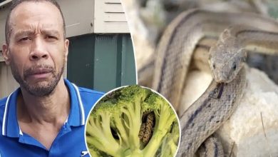 Photo of Man is horrified by what he found inside a bag of broccoli He Purchased from an Aldi