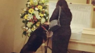 Photo of Beautiful Moment for Depressed Dog Who Actually Found Closure Saying a Final Goodbye at the Funeral