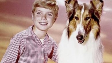 Photo of Lassie’s little Timmy reveals the secrets of TV’s most famous dog