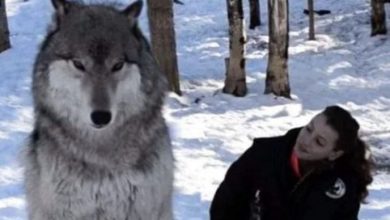Photo of Giant Wolf Sits Down Next To This Lady, Then Suddenly He Looks At Her…