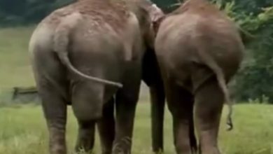 Photo of Former circus elephants separated for 22 years, camera catches phenomenal moment they reunite for 1st time