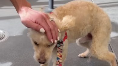 Photo of Elderly dog saved from shelter serenades owner with his ‘gorgeous little singing voice’