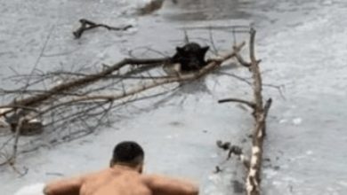Photo of Brave Man Jumps Into Icy Lake To Rescue Trapped Dog