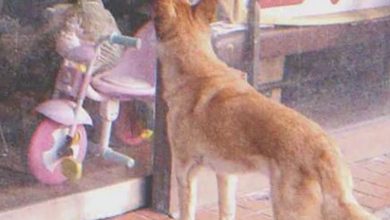 Photo of Dog Goes to Closed Store Daily then Leaves, One Evening Poor Boy Notices and Follows It — Story of the Day