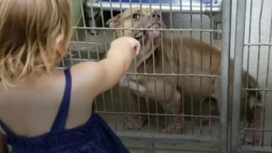 Photo of Caring 2-year-old goes to dog shelter and chooses sick, shy pit bull in need of love