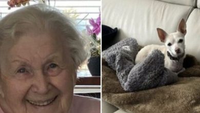 Photo of 101-year-old woman adopts unwanted 11-year-old toothless chihuahua, brought ‘joy’ to the house