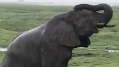 Photo of Elephant Gives Birth to Something Very Rare, Staff Sees The Baby & Immediately Screams!