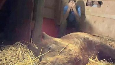 Photo of A pregnant mother pig’s amazing case