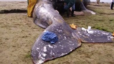 Photo of The marine monster that looks like an alien was discovered onshore.