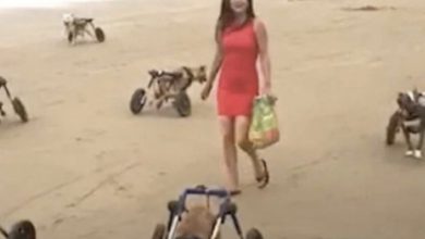 Photo of Woman Takes 18 Disabled Dogs To The Beach And They Melt Hearts When They Start Running
