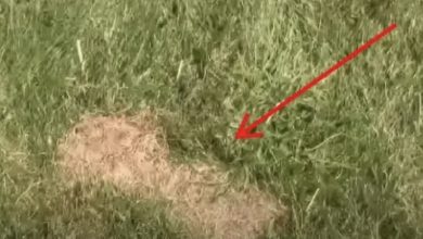 Photo of It Looks Like Just a Patch of Dead Grass, but Watch When He Looks Closer