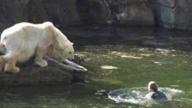 Photo of A 32-year-old woman was attacked by a polar bear after she jumped into their enclosure at the Berlin zoo