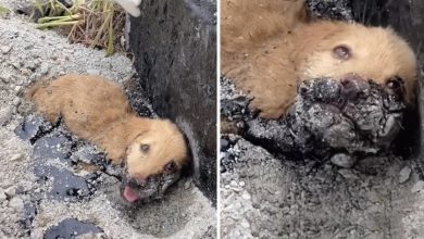 Photo of A Distressed Puppy, Immobilized By Agony On Scorching Asphalt, Fights Desperately For Aid And Respite