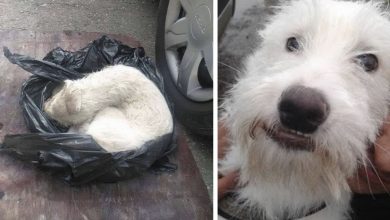Photo of A Nearly Lifeless Dog Found Trapped Inside A Plastic Bag Is Given A Second Chance At Life