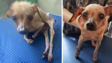 Photo of She Was Emaciated, Reduced To Mere Skin And Bones, Utterly Debilitated When She Was Finally Rescued.
