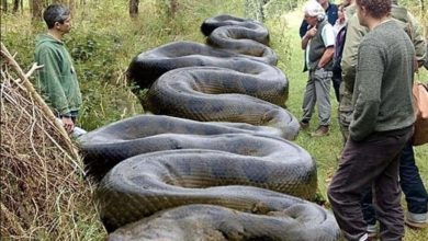 Photo of ‘What A Beast!’ Huge Snake Found By Hiker Near South Carolina Creek