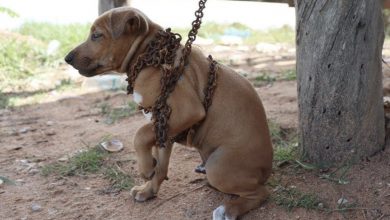 Photo of A Touching Story About Rescuing And Adopting A Poor Chained And Caged Dog From A Deserted Place