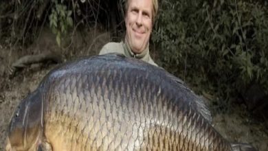 Photo of He caught and took home a huge carp. When he gutted the fish, he was extremely scared! What did he find inside