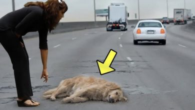 Photo of A Pregnant Dog Suddenly Got Hit By a Car, But No One Expected What Happened Next