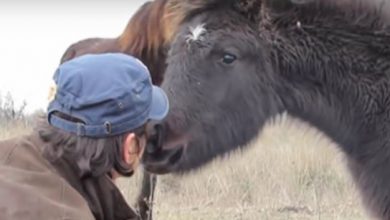 Photo of Animal hero frees chained horse then receives thank you of a lifetime