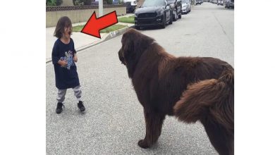 Photo of Boy Meets Dog In The Street – No One Expected What Happened Next