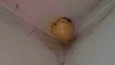 Photo of A woman noticed a very strange “egg” on the ceiling of her room and asked on Facebook what is that