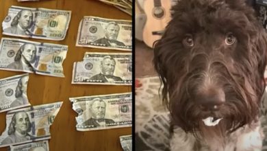 Photo of Dog Eats $4,000 In Cash: Guess How Owners Got It Back