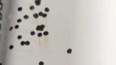 Photo of Terrifying Black Dots in the Kitchen: What Could They Be?