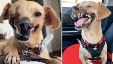 Photo of The Healing Power of Love: A Dog with a Crippled Face Finds a Home, Overcoming a Tragic Past with the Support of a New Family