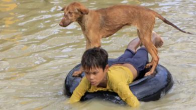 Photo of Young Hero: The Valiant 7-Year-Old Who Carried His Loved Pet Dog Despite the Torrential Rain