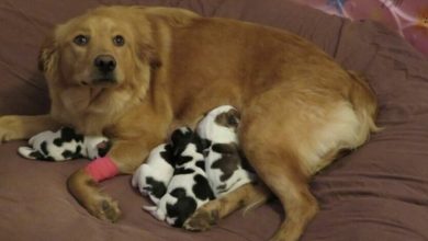 Photo of A Brown Dog Just Gave Birth To A Litter Of Cows