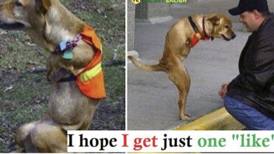 Photo of “A dog is striving to find love with its own legs after being kicked out of the house due to the cruelty of its owner. It shed tears when confronted with criticism about its disability.”