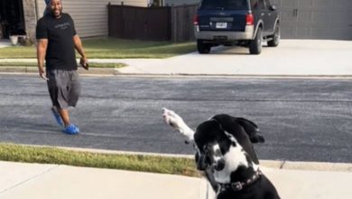 Photo of Great Dane Waits In The Driveway Every Day For The Neighbor To Walk By