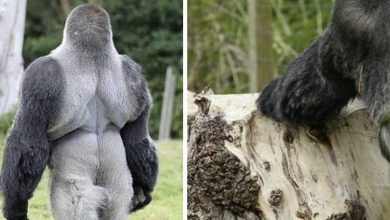 Photo of People Everywhere Are Loving This Gorilla. Just Wait Till He Turns Around And You Will Know Why