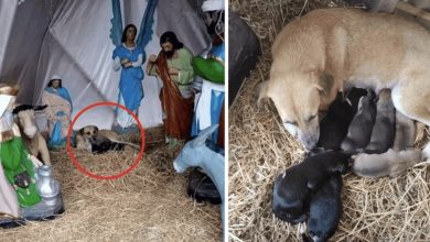 Photo of “Homeless Dog Finds Shelter Before Christmas, Gives Birth to Seven Adorable Puppies Amidst a Symbol of Hope and Faith.”