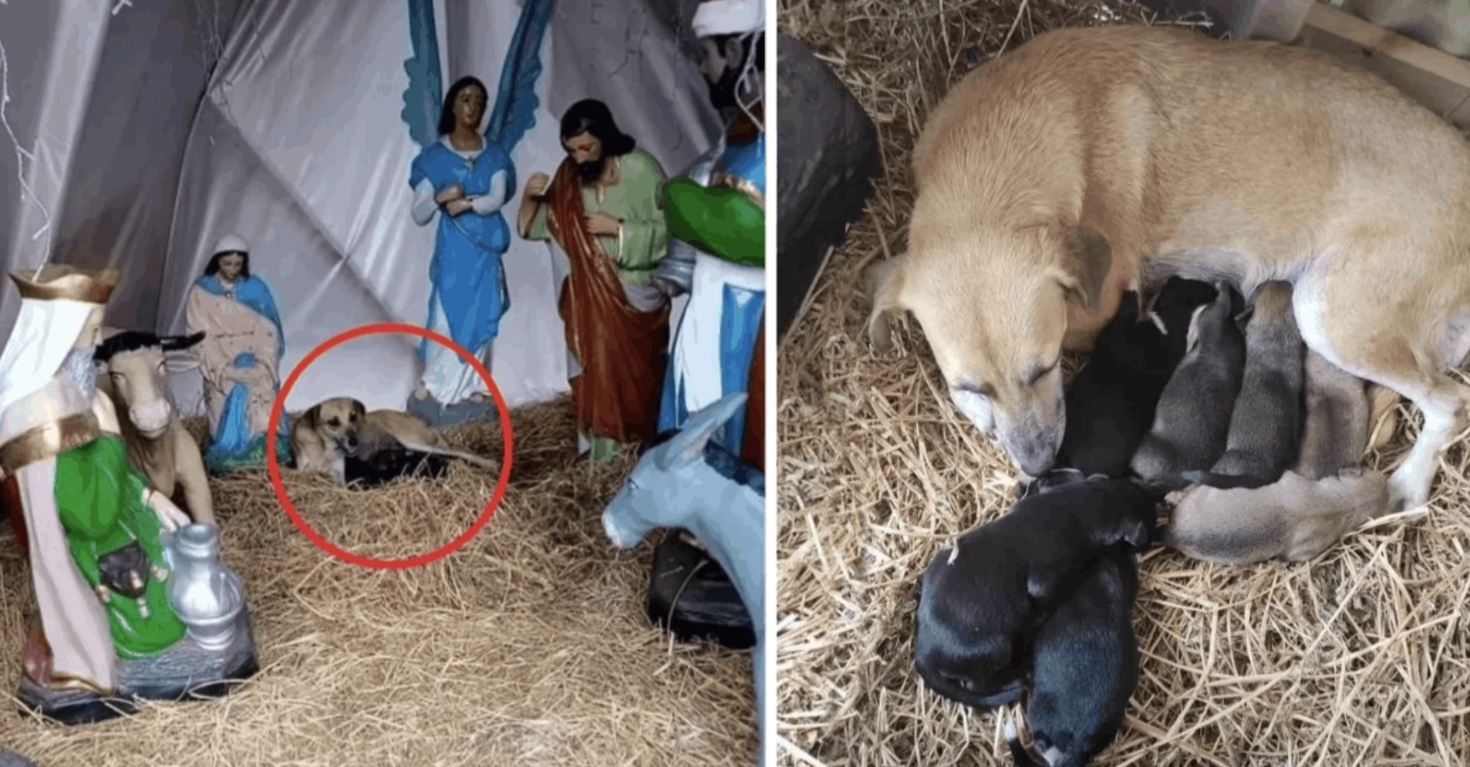 “Homeless Dog Finds Shelter Before Christmas, Gives Birth to Seven ...
