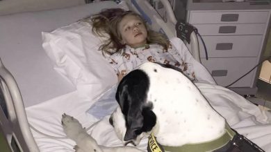 Photo of AK The image of the devoted dog, always by the side of its little owner to protect her when her parents are absent at the hospital, not only evokes deep emotions but also becomes a source of tears that resonate with millions of readers’ hearts.
