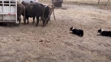 Photo of 4 Determined Cattle Dogs Teach ‘Bucking Bulls’ A Lesson