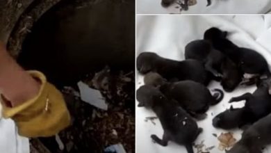 Photo of After Firefighters Rescue Puppies From Drain, Vet Rejects Them Because Of Firemen’s Single Mistake