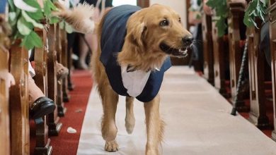 Photo of A dog named Bella appeared and walked into the wedding ceremony on the owner’s special day after being lost from the family for over 2 years. The presence of the dog, like a miracle, brought tears to the eyes of the family and the guests